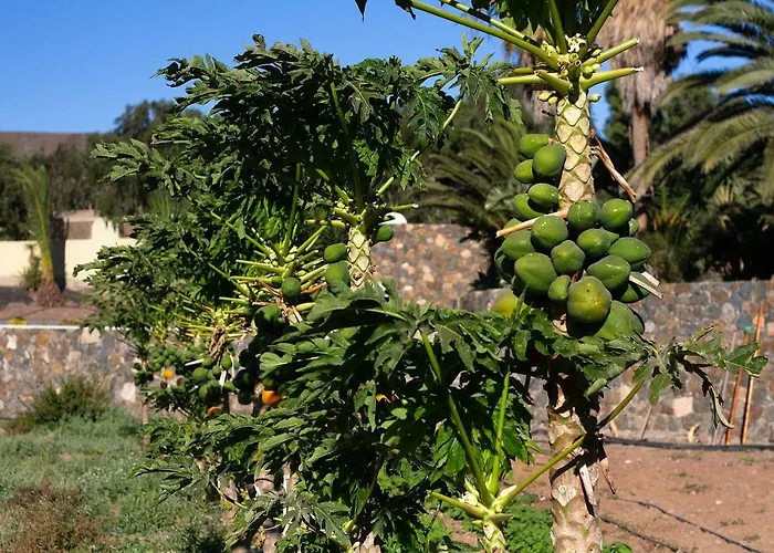 Tatil Evi Arbequina Pájara