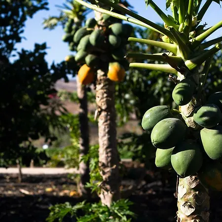 Casa de Férias Arbequina *