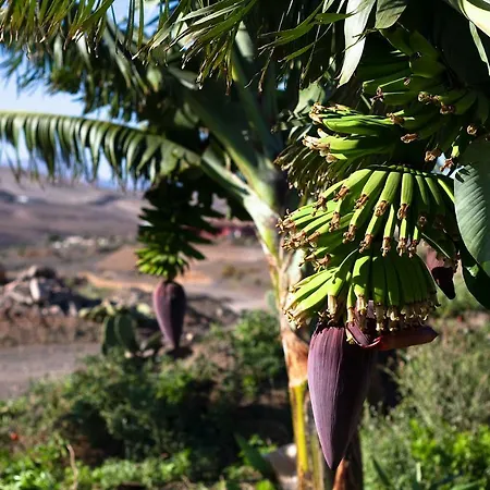 Arbequina Casa de Férias Pájara