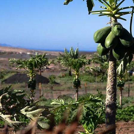 Arbequina Casa de Férias