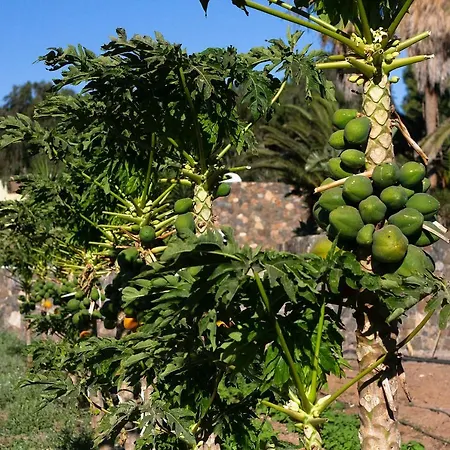بيت للعطل Arbequina Pájara